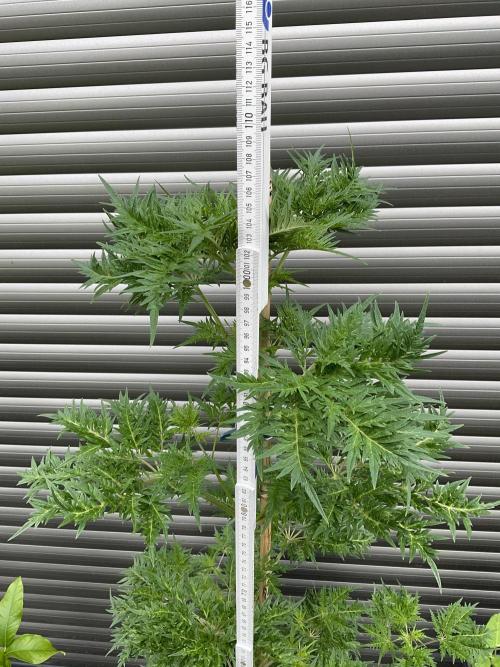Mentha de Croco Fern-Type - TerpyZ. Week 10