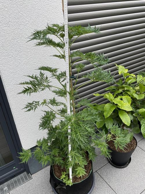 Mentha de Croco Fern-Type - TerpyZ. Week 10