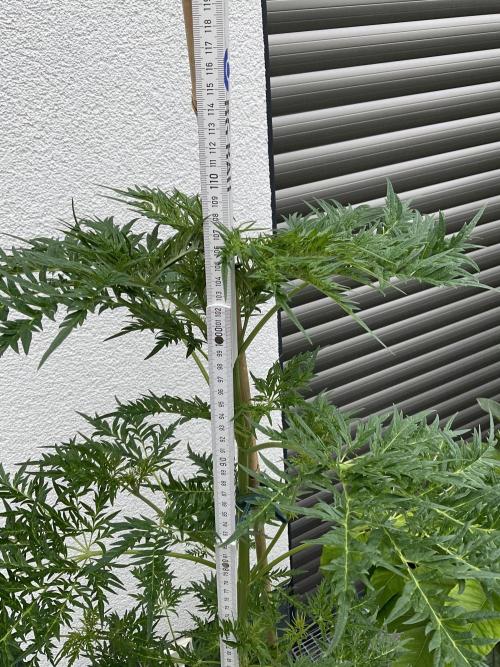 Mentha de Croco Fern-Type - TerpyZ. Week 10