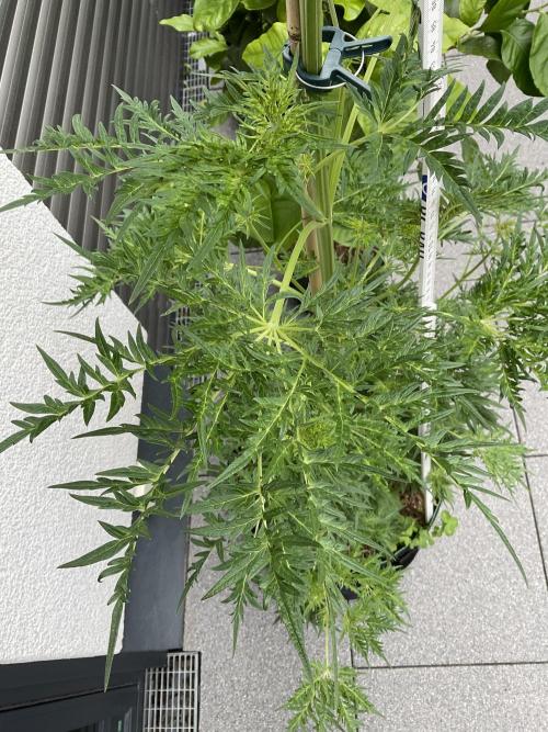 Mentha de Croco Fern-Type - TerpyZ. Week 10