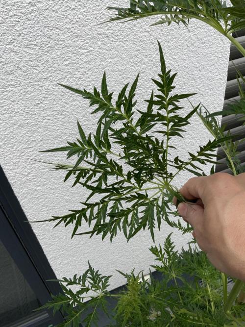 Mentha de Croco Fern-Type - TerpyZ. Week 10