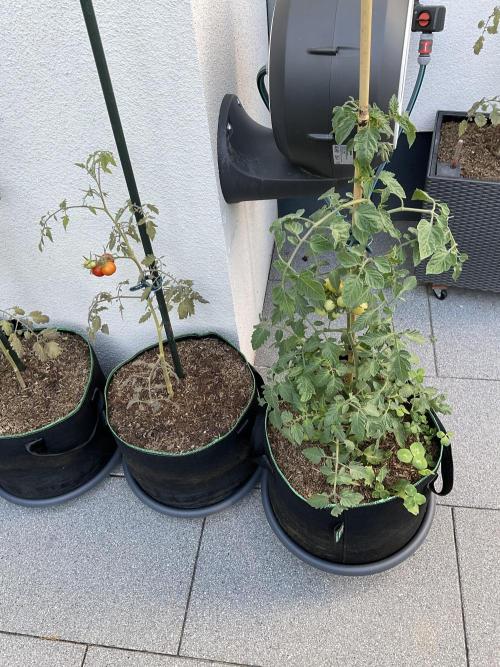 Tomatoes Sunviva / Primabella Outdoor. Week 12 - Both Primabella tomatoes Right: Sonnenerde Gemüseerde Left: Neudorff Gemüseerde