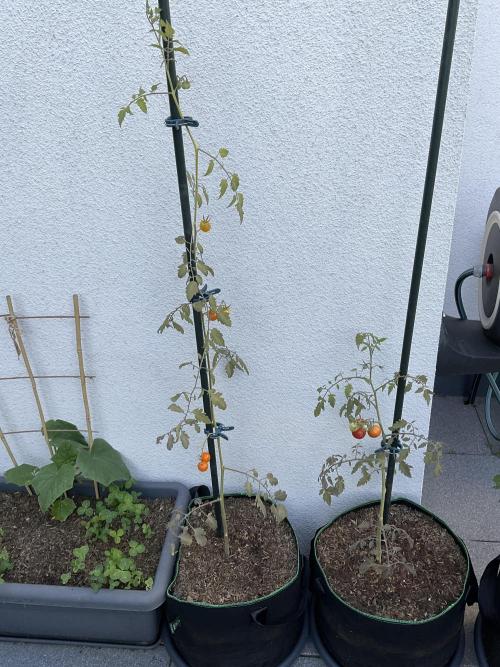 Tomatoes Sunviva / Primabella Outdoor. Week 12