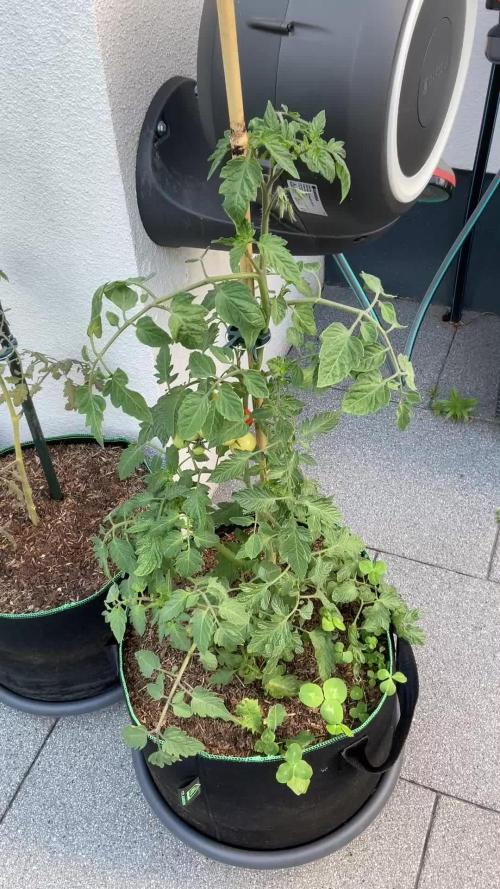 Tomatoes Sunviva / Primabella Outdoor