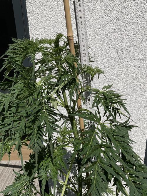 Mentha de Croco Fern-Type - TerpyZ. Week 11
