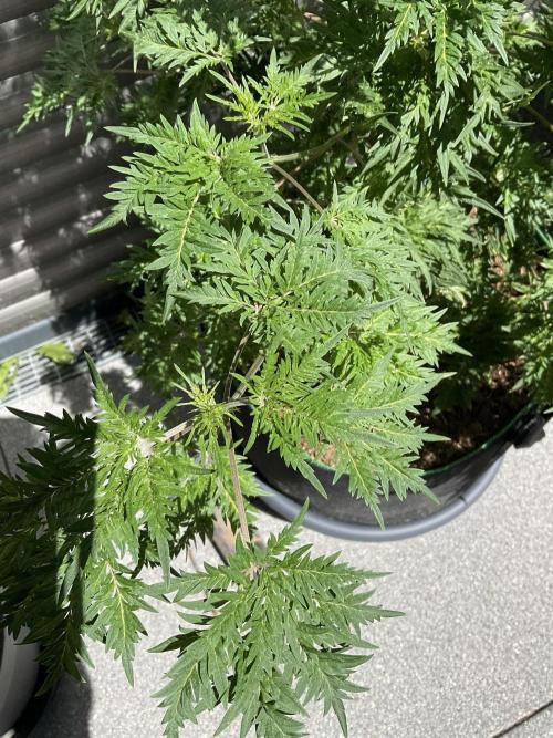 Mentha de Croco Fern-Type - TerpyZ. Week 11