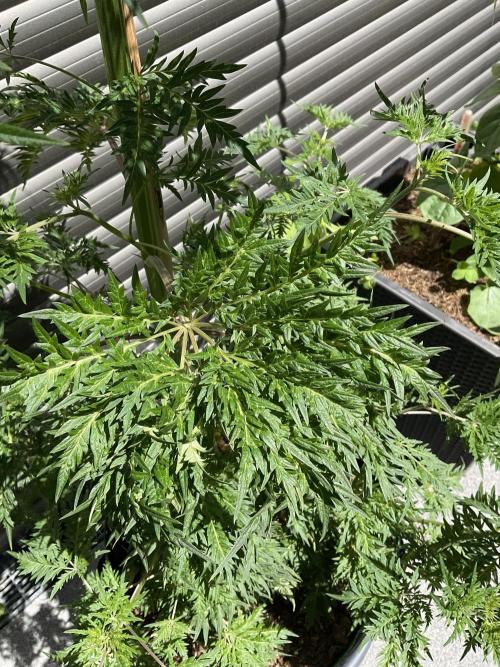 Mentha de Croco Fern-Type - TerpyZ. Week 11