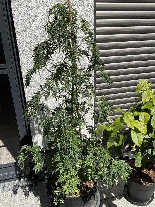 Mentha de Croco Fern-Type - TerpyZ. Week 11