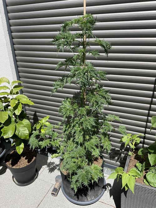 Mentha de Croco Fern-Type - TerpyZ. Week 11