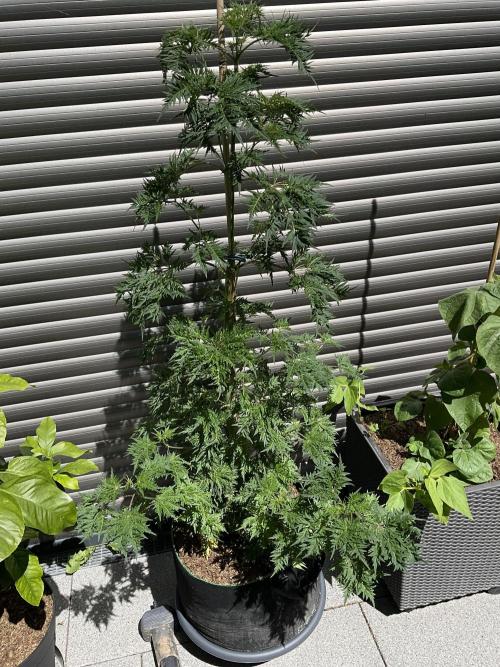 Mentha de Croco Fern-Type - TerpyZ. Week 11