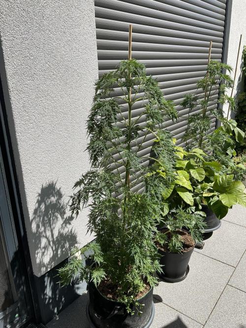 Mentha de Croco Fern-Type - TerpyZ. Week 11