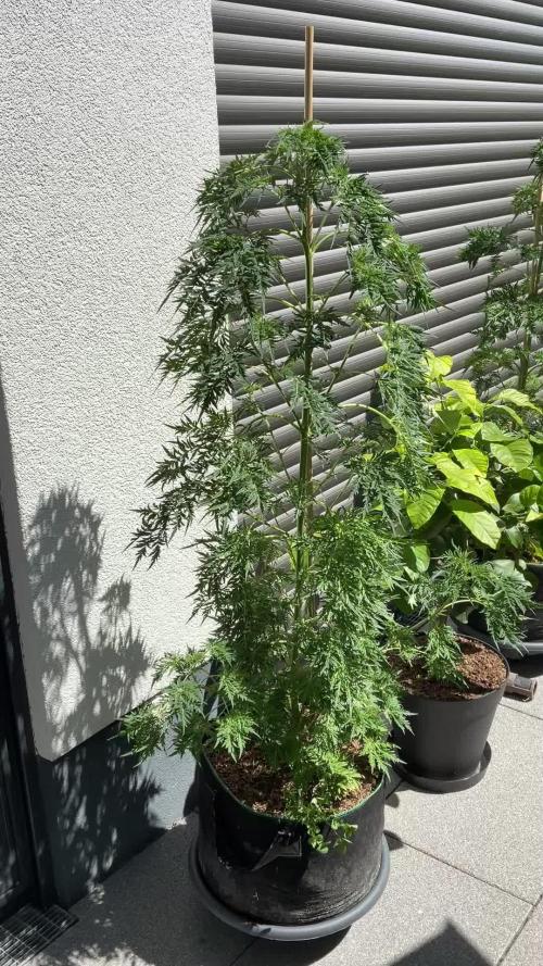 Mentha de Croco Fern-Type - TerpyZ