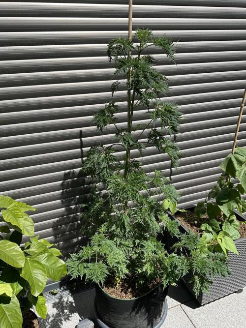 Mentha de Croco Fern-Type - TerpyZ. Week 11