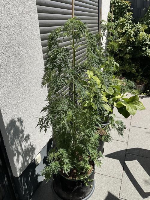 Mentha de Croco Fern-Type - TerpyZ. Week 11