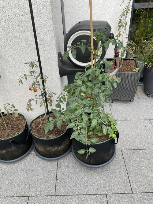 Tomatoes Sunviva / Primabella Outdoor. Week 13
