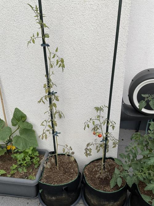 Tomatoes Sunviva / Primabella Outdoor. Week 13