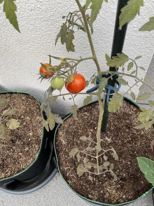 Tomatoes Sunviva / Primabella Outdoor. Week 13