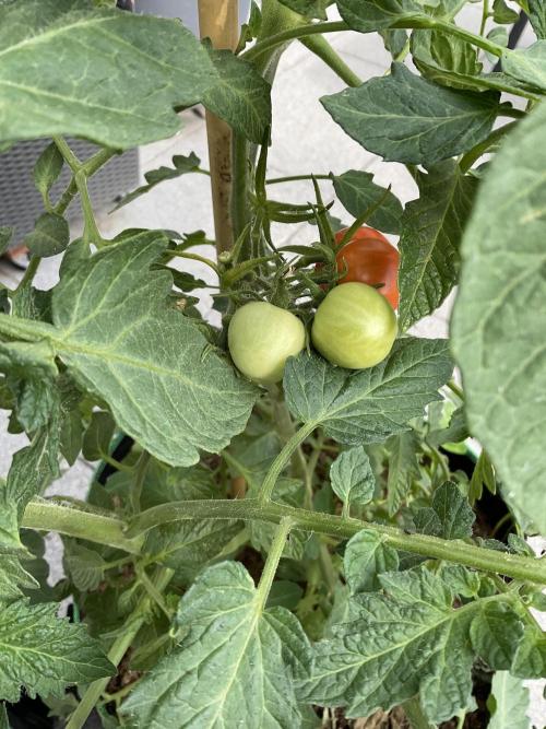 Tomatoes Sunviva / Primabella Outdoor. Week 13