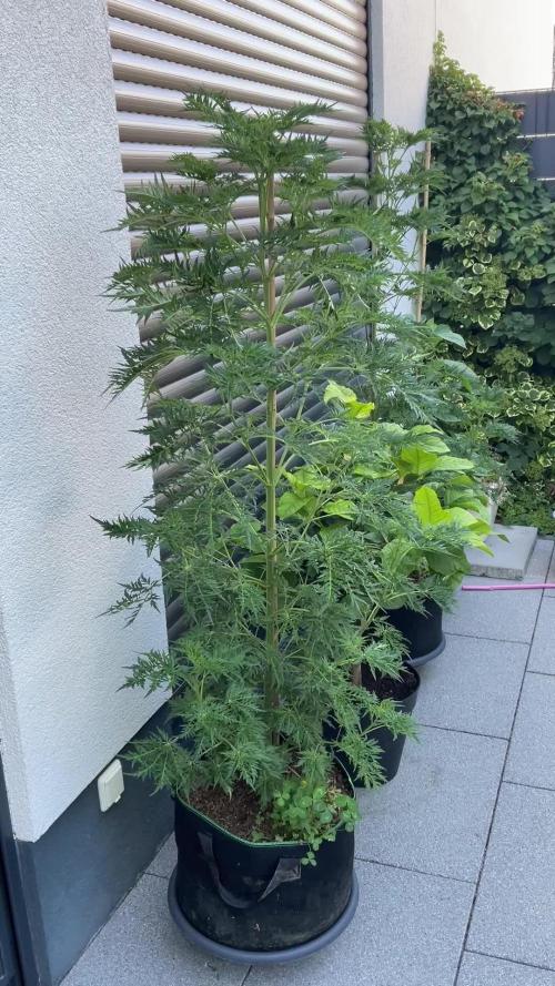 Mentha de Croco Fern-Type - TerpyZ
