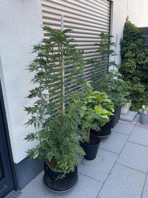 Mentha de Croco Fern-Type - TerpyZ. Week 12