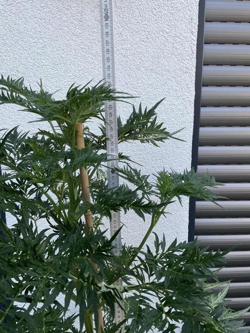 Mentha de Croco Fern-Type - TerpyZ. Week 12