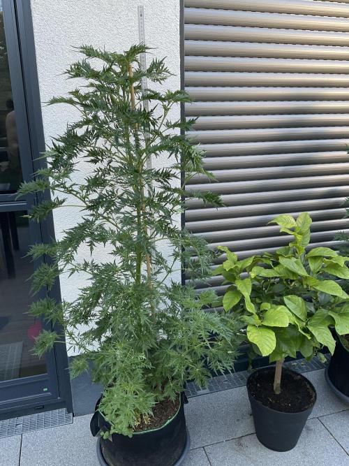 Mentha de Croco Fern-Type - TerpyZ. Week 12