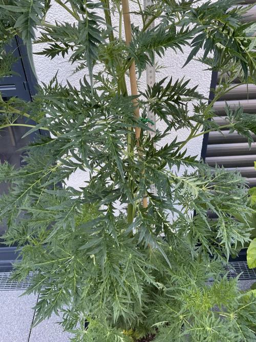 Mentha de Croco Fern-Type - TerpyZ. Week 12