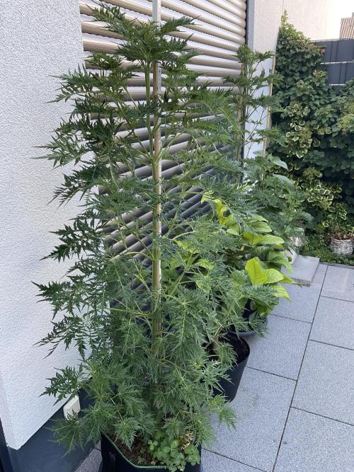 Mentha de Croco Fern-Type - TerpyZ. Week 12
