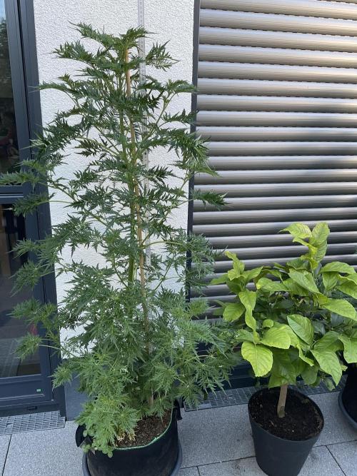 Mentha de Croco Fern-Type - TerpyZ. Week 12