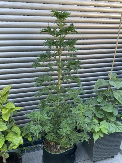 Mentha de Croco Fern-Type - TerpyZ. Week 12