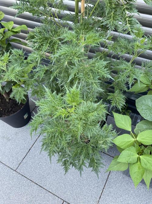 Mentha de Croco Fern-Type - TerpyZ. Week 12