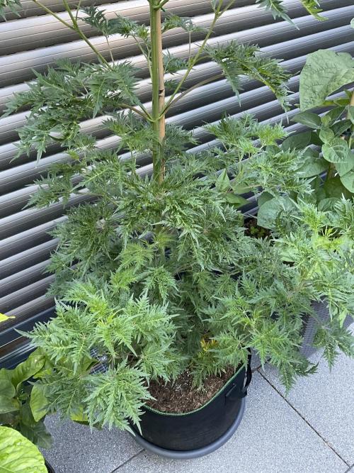 Mentha de Croco Fern-Type - TerpyZ. Week 12