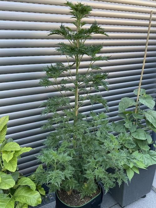 Mentha de Croco Fern-Type - TerpyZ. Week 12