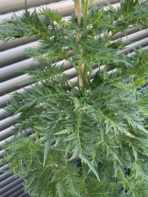 Mentha de Croco Fern-Type - TerpyZ. Week 12