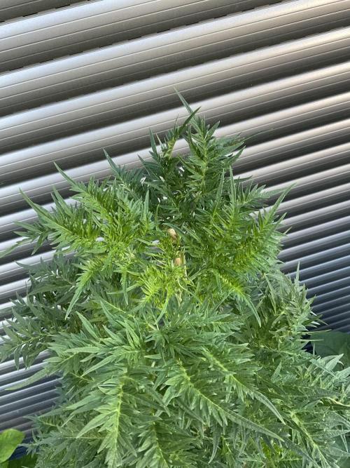 Mentha de Croco Fern-Type - TerpyZ. Week 12
