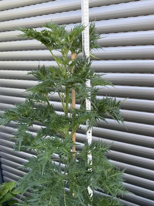 Mentha de Croco© Fern. Week 12