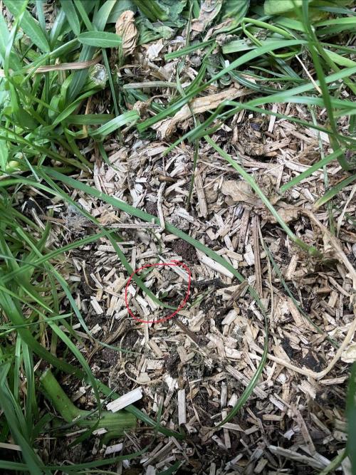 Cherry limeade Doja in living soil. Week 0