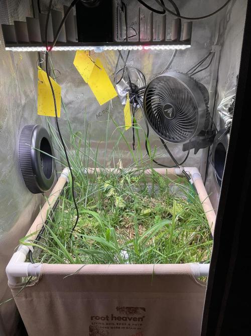 Cherry limeade Doja in living soil. Week 0