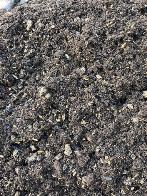 Cherry limeade Doja in living soil. Week 0