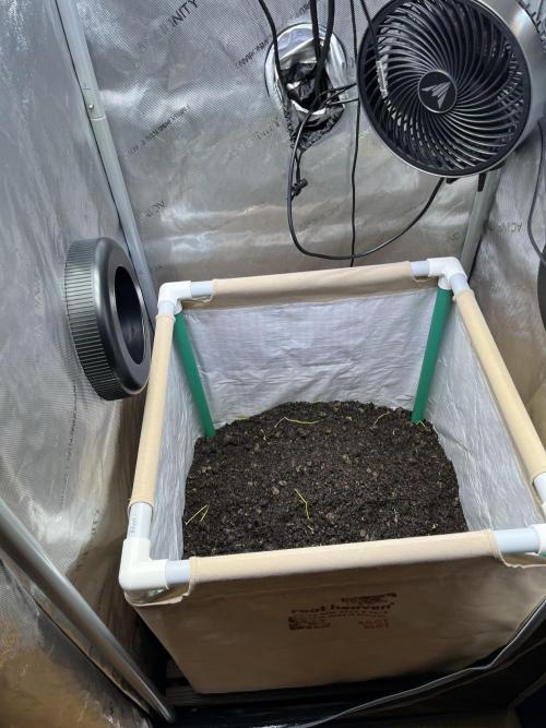 Cherry limeade Doja in living soil. Week 0