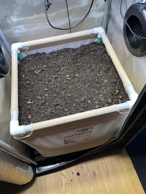 Cherry limeade Doja in living soil. Week 0