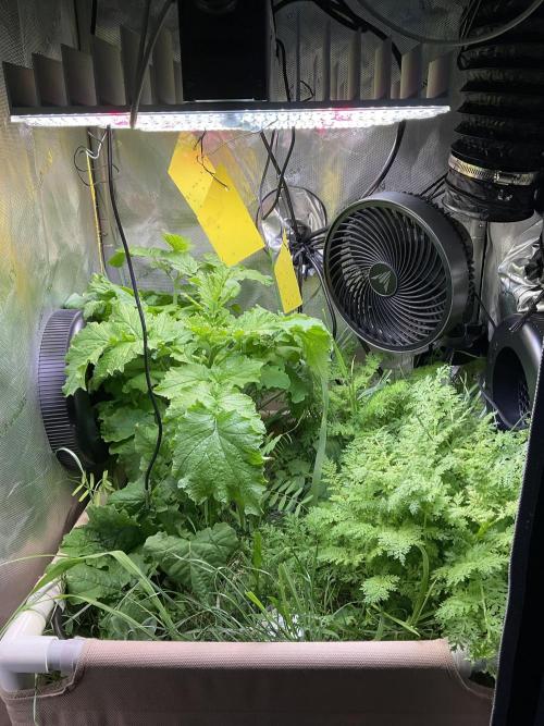 Cherry limeade Doja in living soil. Week 0