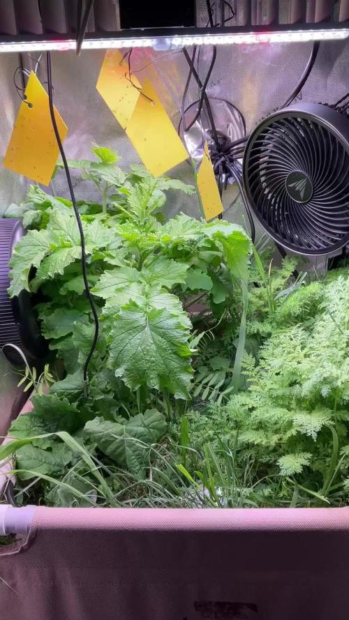 Cherry limeade Doja in living soil