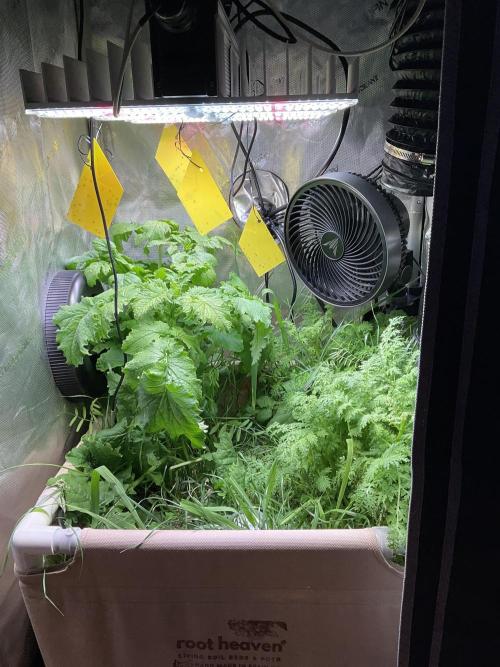 Cherry limeade Doja in living soil. Week 0