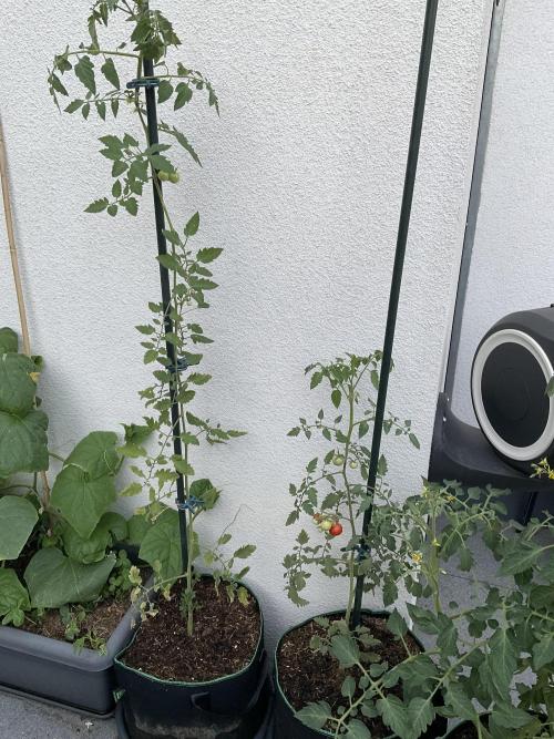 Tomatoes Sunviva / Primabella Outdoor. Week 14