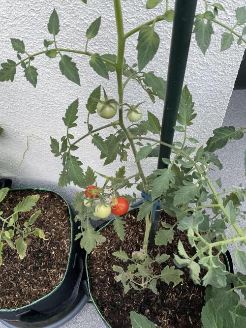 Tomatoes Sunviva / Primabella Outdoor. Week 14
