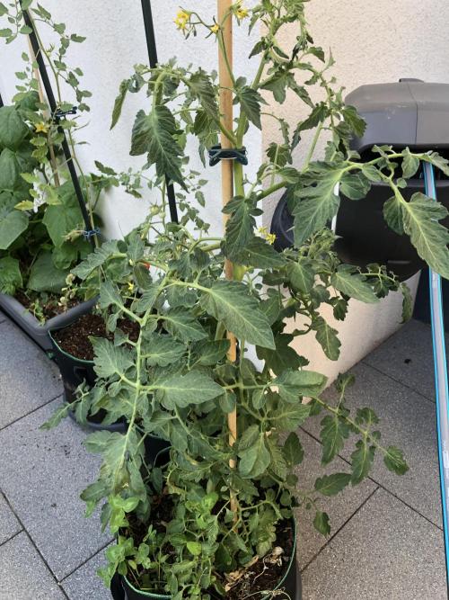 Tomatoes Sunviva / Primabella Outdoor. Week 14