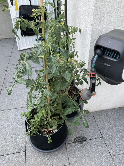 Tomatoes Sunviva / Primabella Outdoor. Week 14