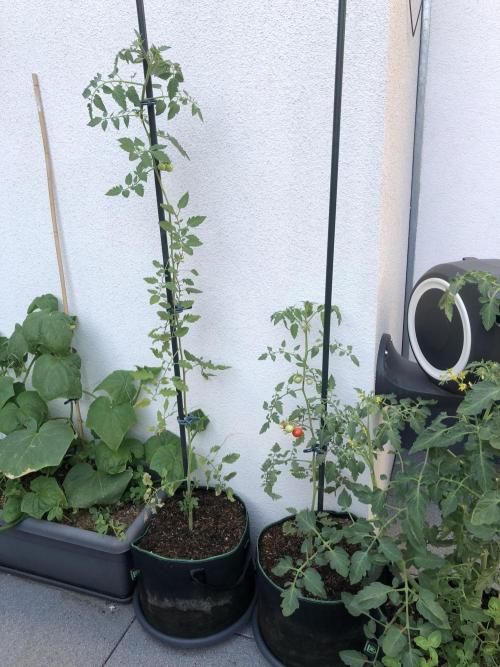 Tomatoes Sunviva / Primabella Outdoor. Week 14