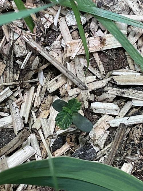Cherry limeade Doja in living soil. Week 1 - D3